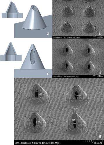 Figure 2. CAD images of the ‘bevel’ and ‘ellipsis’ MN designs and respective cross-sections (a and c), with SEM images of the 3D printed ‘bevel’ and ‘ellipsis’ MNs (b and d) and of 4 MNs of the ‘ellipsis’ design featuring dimensions (e) (reproduced with permission from [Citation94]).