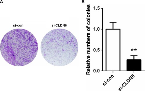 Figure 5 Colony-formation assays suggested that knockdown of CLDN6 significantly reduced the colony-forming ability of EC cells.
