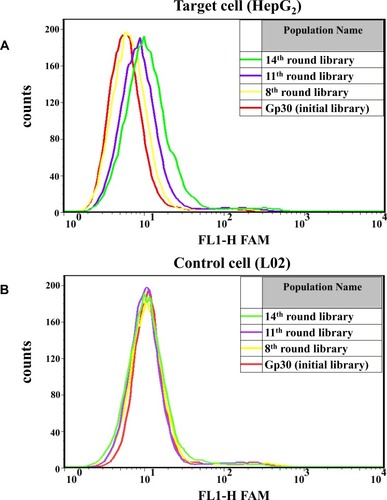 Figure 1 Monitoring the enrichment of the ssDNA library by applying flow cytometry. (A) Fluorescence intensity analysis of the libraries binding to the target cell HepG2. (B) Fluorescenece intensity analysis of the libraries binding to the control cell L02. FAM-labeled Gp30 and ssDNA library (8th, 11th, and 14th rounds) were, respectively, incubated with target cell HepG2 and counter cell L02, the final concentration of each input ssDNA library was 250 nM. The fluorescence intensity indicated the cell-binding ability of ssDNA libraries.