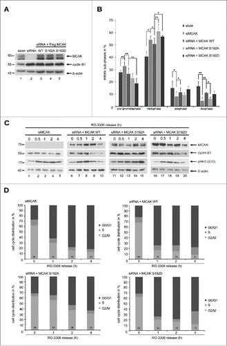 Figure 2. Blocking the S192 phosphorylation causes a metaphase arrest. To evaluate the mitotic phase distribution, HeLa cells were transfected with siRNA targeting only endogenous MCAK and followed by the rescue with Flag-tagged MCAK WT and its mutants. Cells were synchronized to the G2 phase with the Cdk1 inhibitor RO-3306 and released into fresh medium for 1.5 h. (A) Control Western blot analysis showing the efficient knockdown of endogenous MCAK and comparable expression levels of Flag MCAK and its mutants. β-actin served as loading control. sicon: control siRNA, siMCAK: siRNA targeting MCAK. (B) Treated HeLa cells were stained for α-tubulin, pericentrin, DAPI and analyzed for distribution of the mitotic sub-phases using immunofluorescence microscopy. The results are displayed as mean ±SD (n = 3). *p < 0.05, **p < 0.01. (C) HeLa cells, depleted of endogenous MCAK and rescued with Flag-tagged MCAK WT or its variants, were synchronized to the G2 phase with RO-3306 and released into fresh medium. At indicated time points cells were harvested for Western blot analyses with indicated antibodies. β-actin served as loading control. (D) Cell cycle distribution at indicated time points by flow cytometry.