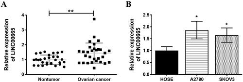 Figure 1. LINC00665 was upregulated in ovarian cancer tissues and cells. (A) A total of 30 histologically verified ovarian cancer tissue and normal para-tumor tissue samples were collected. The RT-qPCR assay results showed that LINC00665 was significantly highly expressed in OC tissues. **p < 0.01 (paired t-tests), compared with the normal para-tumor tissue. (B) The RT-qPCR assay also showed that LINC00665 was significantly highly expressed in ovarian cancer cell lines (SKOV3 and A2780). *p < 0.05, **p < 0.01 (ANOVA with Dunnett's post hoc test) compared with the normal human ovarian surface epithelial cells (HOSE) group.