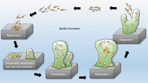 Figure 2 Five stages of biofilm development.Note: Reproduced by permission from Perfectus Biomed Limited http://perfectusbiomed.com/cbe-meeting-anti-biofilm-technologies/.Citation151