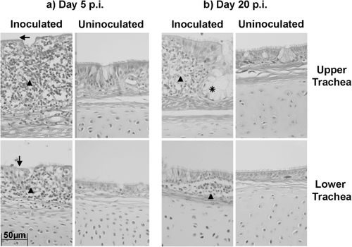 Figure 4. Microscopic lesions found in the tracheas of experimental chickens. 4a: Tracheal sections from chickens at day 5 p.i. 5b: Tracheal sections from chickens at day 20 p.i. The left panels in (a) and (b) show tracheal sections from chickens in the N1/08 inoculated groups G1 and G2 respectively, while the right panels in each case show tracheal sections from chickens in the negative control group C1. The top panels are upper tracheal sections while the lower panels are lower tracheal sections. Deciliation of the epithelium is marked by arrows, lymphocytic infiltration in the lamina propria by arrowheads, and mucous gland hyperplasia by an asterisk.