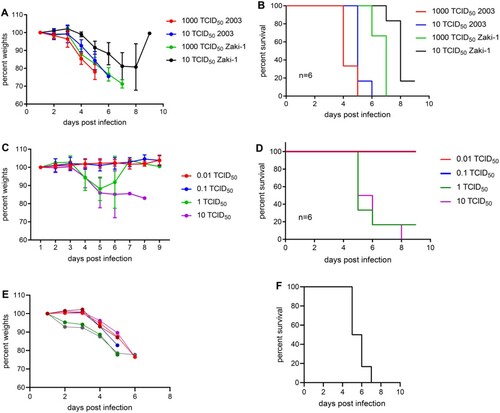 Figure 1. AHFV infection and LD50 determination in IFNAR-/- mice. For the pilot study, groups of six mice were infected IP with 10 or 1000 TCID50 of either AHFV, strain 2003 or AHFV, strain Zaki-2. (A) Body weight and (B) survival curves are shown. Disease progression was significantly advanced for strain 2003 with both challenge doses (p = 0.0022). For the determination of the LD50, groups of six mice were infected with increasing doses (0.01–10 TCID50) of AHFV strain 2003 via the IP route. (C) Body weight (note, green line represents a single survivor from 6 dpi on) and (D) survival curves are shown. For the pathogenesis study, groups of six mice were infected with 1000 LD50 of AHFV 2003 (400 TCID50 per animal) via the IP route. (E) Body weight (each line represents one mouse) and (F) survival curves are shown. Error bars represent standard deviation.