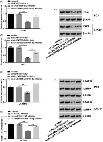 Figure 8. Silencing circular RNA circZNF609 (circZNF609) restrained YAP1 and AMPK signaling pathways through up-regulating miR-186-5p. (A) Silencing circZNF609 restrained YAP1 pathway through up-regulating miR-186-5p in PC3 cells. (B) Silencing circZNF609 restrained YAP1 pathway through up-regulating miR-186-5p in LNCaP cells. (C) Silencing circZNF609 restrained AMPK pathway through up-regulating miR-186-5p in PC3 cells. (D) Silencing circZNF609 restrained AMPK pathway through up-regulating miR-186-5p in LNCaP cells. (**p < .01; ***p < .001).