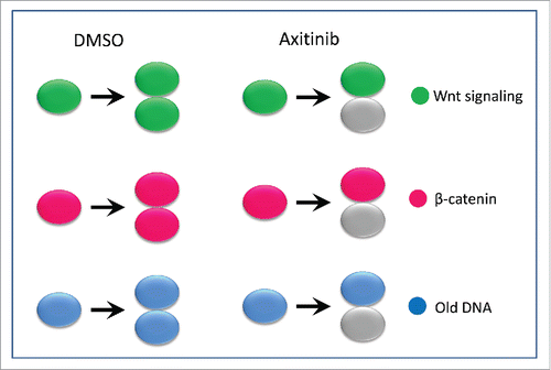 Figure 1. Axitinib induces asymmetric cell division in terms of Wnt signaling, β-catenin and DNA segregation. Gray marks cells losing Wnt signaling, β-catenin or old DNA during cell division. All the gray cells in the bottom indicates that cells loss of Wnt/β-catenin consistently loss old DNA.