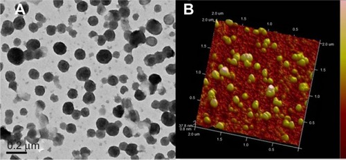 Figure 4 Morphology and particle size of Ost/NSC-NPs as shown by TEM (A) and AFM (B).Abbreviations: ATM, atomic force microscopy; NPs, nanoparticles; NSC, N-succinyl-chitosan; Ost, osthole; TEM, transmission electron microscopy.