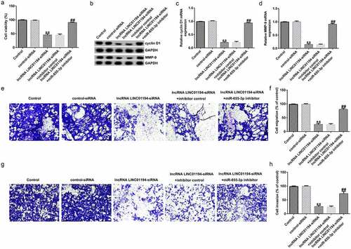 Figure 5. lncRNA LINC01194 knockdown inhibits HCC cell migration and invasion via miR-655-3p. (a) CCK-8 assay was performed to check Huh-7 cell growth. (b-d) Determination of cyclin D1 and MMP9 levels using Western blotting and RT-qPCR analysis, respectively. (e-h) Migrated and invaded Huh-7 cells were analyzed using a transwell assay. **P < 0.01 vs. control siRNA; ##P < 0.01 vs. LINC0119-siRNA + control inhibitor.