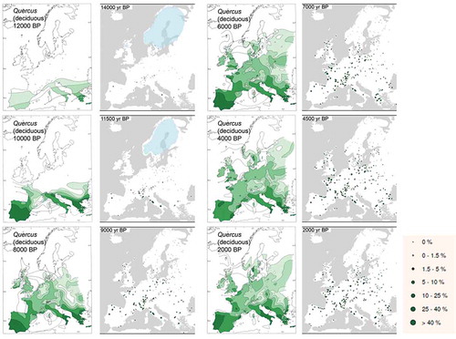 Figure 10. Maps of Quercus (deciduous) pollen percentages across Europe for 12,000, 10,000, 8000, 6000, 4000, and 2000 radiocarbon years before present (BP) drawn as isopollen contours representing different percentage values (modified from Huntley and Birks Citation1983), and for 14,000, 11,500, 9000, 7000, 4500, and 2000 calibrated years BP drawn as different sized solid circles representing different pollen percentage values (modified from Brewer et al. Citation2017). The blue shading on the dot maps for 14,000 and 11,500 yr BP shows the likely extent of glacial ice in Fennoscandia. The two sets of maps have been approximately correlated in time using the IntCal13 radiocarbon calibration curve and CalPal (www.calpal-online.de) as the isopollen maps are in radiocarbon years BP and the dot maps are in calibrated years BP.