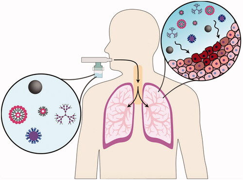 Figure 2. Illustrating the surface-engineered smart nanocarriers and targeted inhalational lung cancer chemotherapy (Anderson et al., Citation2020).