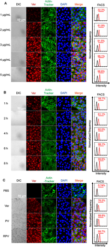 Figure 2 Cellular uptake of RPV under varied conditions. (A) Transfection of CAL-27 cells with varying concentrations of RPV. (B) Transfection of CAL-27 cells for different time intervals. (C) CAL-27 cells transfected with Ver, PV, and RPV.