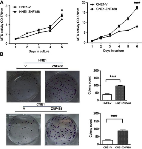 Figure 3 Effects of ZNF488 on cell proliferation. (A) The growth curves of MTT assays in both HNE1 and CNE1. (B) Colony formation assays were conducted. * P<0.05; *** P<0.001.