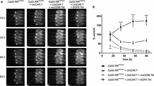 Figure 5. In vivo killing of radioresistant cancer cells using the UniCAR system. Cal33 RRmCherry and UniCAR T cells were mixed at an E:T ratio of 1:1 together with muCD98 TM or EGFR TM and subsequently injected s.c. into the right hind leg of NMRInu/nu mice. As a control, Cal33 RRmCherry cells alone or together with UniCAR T cells were administered. Over a period of 3 days, optical imaging was performed to follow tumor growth based on the mCherry signal. Each group consisted of five mice. Results from one experiment are shown. (a) Each image was scaled to maximum intensity. (b) Quantitative analysis of the mCherry signal. Values were normalized to control group (Cal33 RRmCherry only) at day 0. (*p < .0332, **p < .0021, ***p < .0002 compared to the control group receiving tumor and UniCAR T cells; One-way ANOVA with post hoc Sidak multiple comparison test)