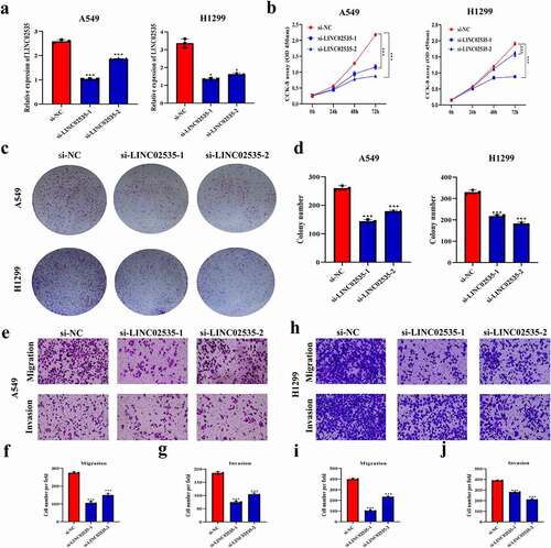 Figure 2. Effect of LINC02535 on the malignant progression of LUAD cells in vitro. (a) Interference with LINC02535 in A549 and H1299 cells (*p < 0.05, ***p < 0.001). (b) CCK-8 assay detecting the proliferation of LUAD cells (***p < 0.001). (c,d) Colony-forming assay detecting the proliferation of LUAD cells (***p < 0.001). (e-j) Transwell assays detect the migration and invasion of LUAD cells (***p < 0.001).