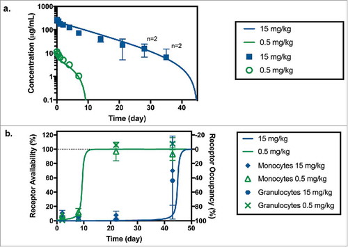 Figure 3. (a) Anti-CD33 mAb serum concentration following administration of a 0.5 mg/kg (in green) and 15 mg/kg (in blue) IV bolus of anti-CD33 mAb to cynomolgus monkeys. Symbols and bars represent mean and standard deviation, n = 3 unless indicated otherwise; missing values were below of the LLOQ of the assay (7.8 ng/mL). Solid lines correspond model fitted serum TAB curve using both PK and RO data sets. (b) Receptor availability/occupancy in granulocytes and monocytes following administration of a 0.5 mg/kg (in green) and 15 mg/kg (in blue) IV bolus of anti-CD33 mAb to cynomolgus monkeys. Symbols and bars represent mean and standard deviation (n = 3). Solid lines correspond fitted RO curve using both PK and RO data sets.