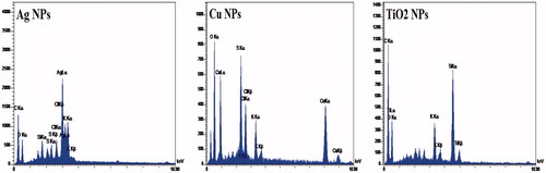 Figure 4. Energy dispersive X-ray analysis spectrum of Ag, Cu and TiO2 NPs green synthesized by A. haussknechtii leaf extract.