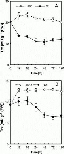 Figure 4.  Trx activity in cotyledons (A) and embryonic axes (B) of P. sativum seeds during germination after imbibition with H2O or 5 mM Cd. Data are the mean of six independent measurements ±SE. Each measurement was performed in an extract obtained from several germinating seeds.