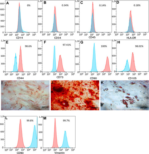 Figure 1 The phenotype of ADSCs and DFs. ADSCs displayed the mesenchymal stem cell phenotype, being negative for CD14 (A), CD34 (B), CD45 (C), HLA-DR (D), and positive for CD44 (E) CD73 (F), CD90 (G) and CD105 (H). They also were differentiated into mesodermal cells including chondrocytes (I), osteoblasts (J) and adipocytes (K). DFs strongly expressed CD90 (L) and vimentin (M).Abbreviations: ADSCs, adipose-derived stem cells; CD, cluster of differentiation; DFs, dermal fibroblasts.