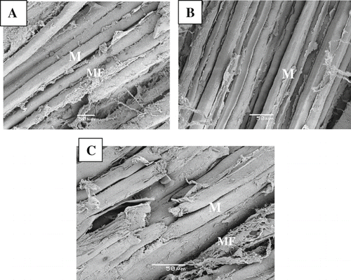 Figure 2 Scanning electron micrographs of longitudinal sections of breast skeletal muscle from (A) frozen, (B) fresh and (C) five day chilling at 4oC, extensive damage is evident in the muscle fibre bundles, with rupture and exposure of individual muscle fibres. m: fibre bundle; mf: myofibrils.