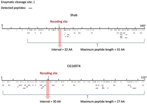 Figure 6. Identification of the post-edited peptides from the MS data. Shab and CG16974 were examined. The enzymatic cleavage sites (K or R) were labeled with “|”. All detected peptides were illustrated as “–” in the plot. The positions of recoding sites were highlighted. For the region containing the recoding site, the interval between two nearest cleavage sites exceeded the maximum length of peptide in the MS data and therefore the post-edited peptide could not be detected.