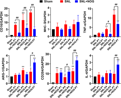 Figure 5 Noggin decreased M1-gene levels and induced a late-stage elevation of M2-gene levels after SNL. The mRNA levels of M1 and M2 subtype were determined by the RT-PCR method. The mRNA relative expressions from the Sham group were set as reference (equal to 1.0). As for the M1 genes, a significant increase in gene expressions were detected in CD16 from P1 to P7 and TNF-α from P4 to P7 in the SNL group compared with the Sham group, except for the MHC-II, which stayed unchanged. Then, in the SNL+NOG group, Noggin application markedly decreased CD16 and TNF-α levels for the 1st week. As for the M2 genes, SNL induced statistical elevation of ARG-1 from P4 and P7 and CD204 from P1 to P7, while IL-4 stayed comparable with the Sham group. Then, in the SNL+NOG group, Noggin treatment prominently increased ARG-1 at P7, CD204 at P4 and P7 and IL-4 at P7. n=3 for each time point. One-way ANOVA, followed by Sidak’s multiple comparisons test were performed to analyze the statistical differences. *Represented P<0.05 and **Represented P<0.01 compared with the Sham group; #Represented P<0.05 and ##Represented P<0.01 compared with the SNL group.