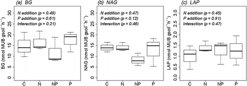 Figure 1. Effects of N and P fertilization on (a) BG, (b) NAG, and (c) LAP activities a primary lowland tropical rainforest in Borneo. Data are illustrated as box plots (n = 3 per treatment). BG, β-1,4-glucosidase; NAG, β-1,4-acetylglucosaminidase; LAP, leucine aminopeptidase. Results of two-way analysis of variance are shown. The band near the middle of the box indicates the median value. The top and bottom of the box are the first and third quartiles, respectively. The whiskers show the maximum and minimum values.
