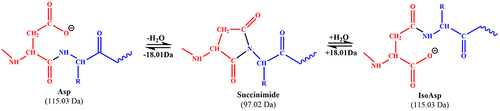 Figure 1. The mechanism of aspartic acid isomerization via the formation of a succinimide intermediate (Asu). Theoretical monoisotopic masses of Asp, isoAsp residues and the succinimide intermediate are indicated.