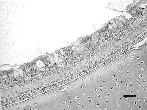 Figure 3. Trachea of a non-challenged control chick. The mucous membrane of the trachea is thin and shows no histological lesions. Haematoxylin and eosin staining. Bar marker = 30 µm.