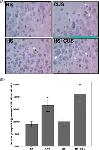 Figure 4. Apoptosis in hippocampal CA3 area in the hsf1−/− mice. (A) TUNEL staining of hippocampal CA3 area, original magnification ×400. The apoptotic cells exhibited condensed chromatin and smaller, dark brown nucleus. (B) The amount of apoptotic cell in hsf1−/− mice. Chronic unpredictable stress increased apoptosis in the CA3 cells, but hyperthermia further increase CUS-induced apoptosis (n = 8–12). *p < 0.01 versus NS. Animals were grouped as described in Figure 1.