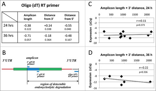 Figure 5. Correlations of ΔCq with amplicon length and position obtained using oligo(dT) RT primers. Panel (A) presents values of the pairwise correlation coefficient (big fonts) and one-tailed probability test (small fonts) determined at 24 and 36 hours after PG administration in the experiments using the oligo(dT) RT primer. Panel (B) specifies the region of detectable endonucleolytic degradation in the used experimental design. The results of pairwise correlation analysis between ΔCq and combined length of amplicon plus its distance from the 3′ mRNA end determined for 11 transcripts at 24 hours and for 6 transcripts at 36 hours after PG administration are presented in panels (C) and (D), respectively. Calculated values of the pairwise correlation coefficient (r) and one-tailed probability test (p) are indicated in the panels.