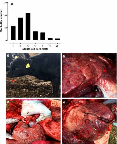 Figure 2. Number of diseased animals among 4–10-month-old feedlot beef cattle in this epidemic (a), and clinically significant signs and symptoms observed in the diseased cattle, including salivation (b), vacuole-like emphysematous lesions in the lungs (c), trachea filled with secretions (d), and punctate hemorrhages of the heart (e), which were marked by the red arrows