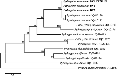 Figure 2. The Maximum Parsimony tree of Pythiogeton species with Pythium aphanidermatum as the outgroup based on ITS sequences. Numbers on the branches represent bootstrap values obtained from 1000 replications.