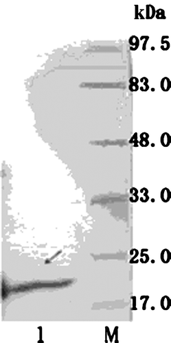 Figure 3.  Western blot analysis of 4CCK expressed products. M, pre-stained protein standard; 1, 4CCK expressed products.