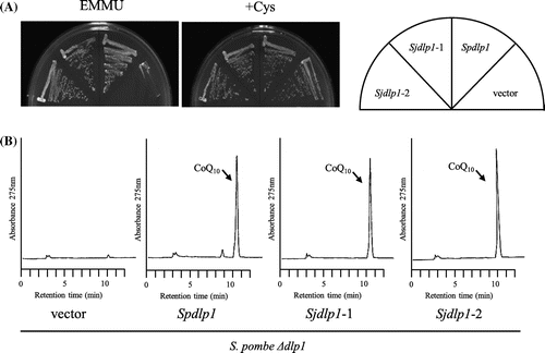 Figure 9. Expression of S. japonicus dlp1 in S. pombe ∆dlp1 strain. S. japonicus dlp1 was expressed in S. pombe ∆dlp1 strain (RM19). Cells were grown on minimal medium with or without cysteine for 5 days at 30 °C (A), and synthesis of CoQ10 was measured by HPLC (B). Vector: RM19/pREP1; Spdlp1: RM19/pREP1-dlp1; Sjdlp1–1 or Sjdlp1–2: RM19/pREP1-Sjdlp1–1 or pREP1-Sjdlp1–2 (these plasmids were constructed independently, but used the same structure).