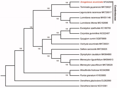 Figure 1. Maximum-likelihood phylogenetic tree for A. acuminata based on 16 complete chloroplast genomes. The number on each node indicates bootstrap support value.