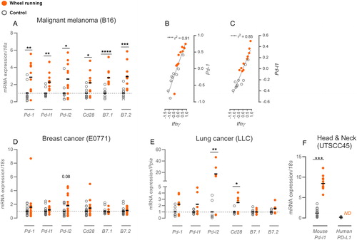 Figure 1. Exercise impacts intra-tumoral expression of immune regulatory molecules. mRNA expression of immune regulatory molecules in control mice (gray circle) and running mice (orange dot) compared as fold change of ΔΔCt values relative to the control group. (A) B16 melanoma expression of regulatory molecules along with the correlation of Ifnγ expression to Pd-1 (B) and Pd-l1 (C) expression. (D) Immune regulatory molecules in E0771 breast cancer and (E) LLC lung cancer. (F) For UTSCC45 head & neck cancer, ΔΔCt values are shown with gene expressions normalized to the overall ΔCt for mouse Pd-l1 and human PD-L1. All mRNA expressions were normalized to housekeeping genes 18s or Ppia. Statistical significance was tested by multiple t-testing or Mann–Whitney and linear regression analyses with Pearson’s correlation test. Data are depicted as individual datapoints with indication of means. *p < 0.05, **p < 0.01, ***p < 0.001, ****p < 0.0001.