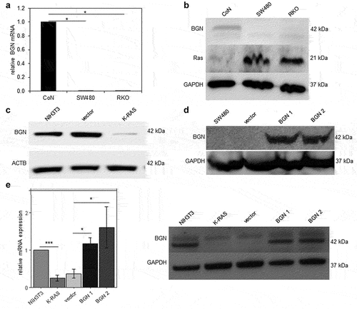 Figure 2. Basal and restored BGN expression in CRC and K-RAS-transformed fibroblasts.