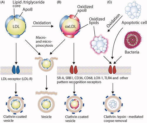 Figure 1. Schematic representation of main routes of lipoprotein engulfment. (A) Under normal conditions, native, unmodified LDL has two main routes of engulfment: through its cognate receptor LDLR and via macro-/micropinocytosis. The resulting intracellular pathways of such engulfment are also distinct, producing either clathrin coated vesicles or membrane-encased LDL that may be directly released into the cytoplasm or proceed to endo-lysosomal route of degradation. (B) Modified LDL particles, including oxidatively-modified LDL (oxLDL) may also be engulfed through macro-/micropinocytosis in atherosclerosis conditions, however, their main route of cellular uptake is through scavenger receptors, thus epitomizing ‘eat-me’ type of uptake. (C) Oxidized lipids from oxLDL may be transferred to neighboring cells or engulfment of oxLDL may result in cellular apoptosis. Both of which render the uptake through scavenger and pattern recognition receptors. Interestingly, the uptake of apoptotic bodies or pathogens occurs through much similar mechanisms, and often involves milieu-oxidized intermediates.