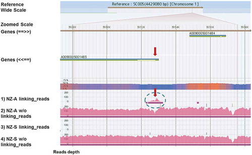 Figure 2. View on GiNeS around the inserted locus of the expression plasmid pCaHj621.Mapping results of four different pools, 1)~4), toward the reference A. oryzae RIB40 are shown. Pink bars represent depth of coverage of reads at each base position. Genes show the annotated CDS in DOGAN and arrows in parenthesis indicate the direction of CDS. What is shown in GiNeS is explained in more detail in the supplemental Figure S2. A cluster of linking reads unique to NZ-A is indicated by a circle in broken line. Predicted integration locus of the expression plasmid pCaHj621 is shown with red arrows. It was close to the 5ʹ end of gene AO09005001483 on chromosome 1. Linking reads from NZ-S were not mapped to this locus.