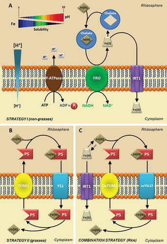 Figure 2. Strategies for iron (Fe) uptake in the soil by plants. A. Fe uptake in non-grasses plants (Strategy I). Acidification by plasma membrane H+-ATPase (P-ATPase) increases the solubility of Fe3+ (Fe III) in the rhizosphere and FRO2 reduces Fe3+ to Fe2+ increasing Fe2+ (Fe II) uptake by Iron Regulated Transporter - IRT1 transporter on the root epidermis. B. Fe uptake in grasses plants (Strategy II). A Phytosiderophore (PS) transporter of the major facilitator superfamily (MFS) was recently identified in barley (Hordeum vulgare L.) denominated HvTOM1 responsible for the efflux of the PS 2′-desoximugineic acid (DMA). C. Fe uptake in rice (Oryza sativa L.) plants (Strategy I/II). TOM1 transporter mediates the PS (DMA) secretion through the plasma membrane. The Fe (III)-DMA complex formed in the rhizosphere is then taken up into root cells via the OsYSL15 transporter. In addition to Fe (III)-DMA uptake, rice also possesses the components of Fe2+ uptake system.