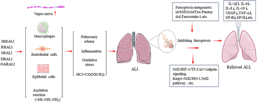 Figure 3 Mechanism of various ALI and treatment of ferroptosis antagonists in typical ALI models.