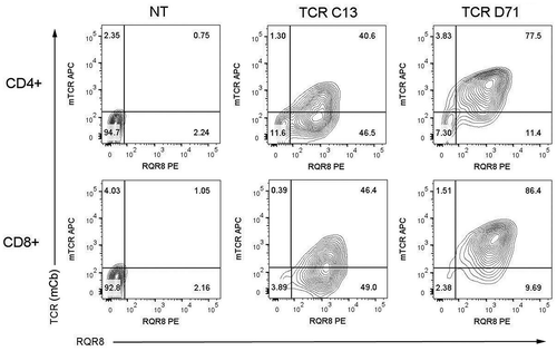 Figure 2. TCR expression in primary T cells.Primary T cells from peripheral blood were expanded for 10 days and transfected by electroporation with mRNA encoding TCR C13_RQR8 or TCR D71_RQR8. The cells were cultured and stained for analysis by flow cytometry 17h after electroporation. The expression of the TCRs (C13 or D71) was measured with a mAb recognizing the murine constant beta region incorporated in the TCRs. The expression of marker/suicide gene RQR8 was measured with the mAb QBen10. The contour plots represent non-transfected (NT) T cells (left), T cells transfected with TCR C13 (middle) or TCR D71 (right). Top panels show CD4+cells, bottom panels show CD8+cells. The percentage of cells in each quartile is given. The figure shows representative data from three experiments.