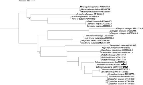 Figure 1. Phylogenetic tree inferred by maximum likelihood using IQ-Tree from 33 Catostomidae mitogenomes, representing 16 species. Cobitis striata (AB054125), Cyprinus carpio (MK088487) and Gyrinocheilus aymonieri (AB242164) were used as outgroups but are not displayed. Bootstrap values >95 are not shown. Reproduction of June sucker and Utah sucker silhouettes was done with permission from © Joseph R. Tomelleri.