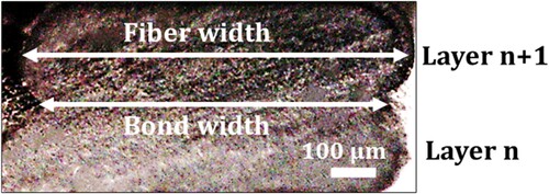 Figure 8. Cross section view of as-is sample using digital microscope: bond width and fibre width are shown at the interface between consecutive extruded layers.