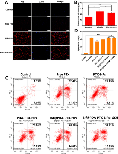 Figure 3 In vitro cellular uptake and flow cytometric analysis. (A) The cellular uptake of Control, Free NR, NR-NPs and PDA-NR-NPs groups (Scale bar=200μm). (B) The relative fluorescence intensity corresponding to cellular uptake. (n=3, ns: no statistical significance, *P < 0.05, ***P<0.001). (C) Cell apoptosis of A549 cells in the Control, Free PTX, PTX-NPs, PDA-PTX-NPs, Bif@PDA-PTX-NPs and Bif@PDA-PTX-NPs+GSH groups. (D) Quantitative results of apoptosis measured by flow cytometry. Data are presented as mean ± SD (n=3, ****P<0.0001).