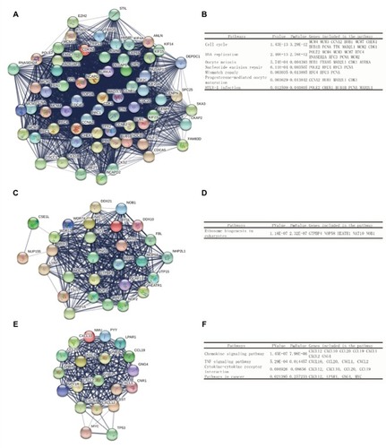 Figure 3 Top three modules of the PPI network.Notes: (A) Module 1. (B) The enriched pathways of Module 1. (C) Module 2. (D) The enriched pathways of Module 2. (E) Module 3. (F) The enriched pathways of Module 3.Abbreviation: PPI, protein–protein interaction.