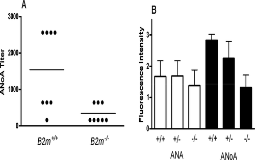 Figure 1.  ANA and ANoA in HgCl2-exposed B2m+/+ and B2m−/− mice. Mice were injected with HgCl2 (40 µg in 100 µL PBS) twice per week for 4 weeks before determination of serum IgG ANoA by indirect immunofluorescence on HEp-2 cells. (A) Endpoint titer of IgG ANoA in B2m+/+ and B2m−/− mice. The geometric mean (and range) of IgG ANoA titers differed significantly between B2m−/− and B2m+/+ mice (340 [160–640] vs. 1540 [160–2560]; p < 0.025). (B) Fluorescence intensity of IgG ANA and ANoA in B2m+/+ (n = 9), B2m+/− (n = 8) and B2m−/− (n = 8) mice at a serum dilution of 1/100. ANoA autoantibodies (as mean ± SEM) differed significantly between B2m−/− (n = 8) and B2m+/+ (n = 9) mice (1.3 (± 1.1) vs. 2.8 (± 0.56); p = 0.0027).