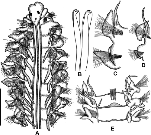 Figure 6. Laonice norgensis. A, Anterior end, dorsal view; B, neuropodial hooded hooks on chaetiger 36, C, right parapodium of chaetiger 13; D, right parapodium of chaetiger 26; E, middle chaetigers, dorsal view. Scale: A = 1 mm, B = 103 μm, C = 0.48 mm, D = 0.57 mm, E = 0.67 mm.