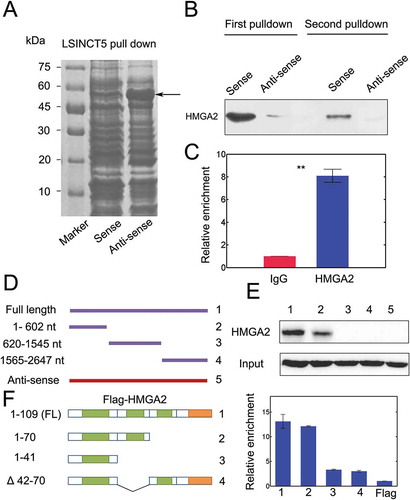 Figure 5. LSINCT5 interacted with HMGA2 in NSCLC cells. (A) Biotin labeled LSINCT5-sense and LSINCT5 anti-sense probes were transcribed in vitro and incubated together with 95D lysates. The ~50 kD band was (arrows) excised and subject to mass spectrometry analysis. (B) Immunoblots for interaction between LSINCT5 and HMGA2 from two independent RNA pull-down assays. (C) RIP assays were done using primary antibody against HMGA2 and qPCR was used to identify LSINCT5. (D) Illustration of different truncated forms, full length (FL) and anti-sense probe of LSINCT5. (E) Immunoblots for LSINCT5 pull-down with HMGA2 using full-length (FL), various truncated forms and anti-sense probe. (F) Identification of interaction domains of HMGA2 with LSINCT5. RIP assays for LSINCT5 enrichment in 95D cells transfected with FL or different truncated forms of HMGA2. Enrichment quantification was shown on the right