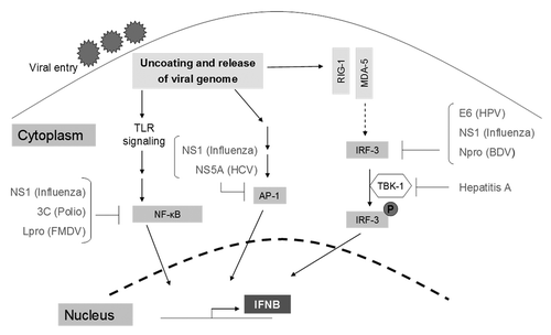 Figure 3. A summary of viral mechanisms that target the IRF-3, NFκB, and AP-1 signaling pathways. E6, NS1, and Npro target IRF-3; NS1, 3C, and L(pro) target NFκB; NS1 and NS5A target AP-1.